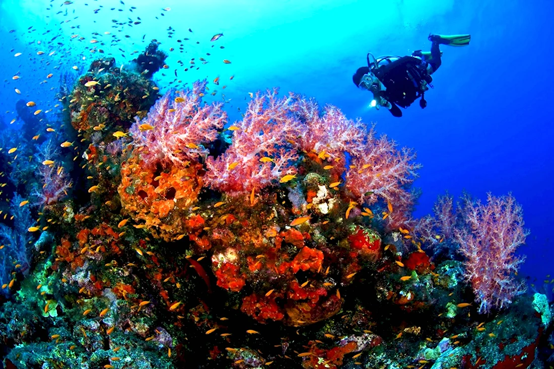 Андаманские острова коралловый риф
