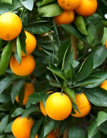 Апельсин Citrus sinensis