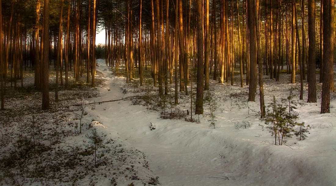 Белоруссия лес зима
