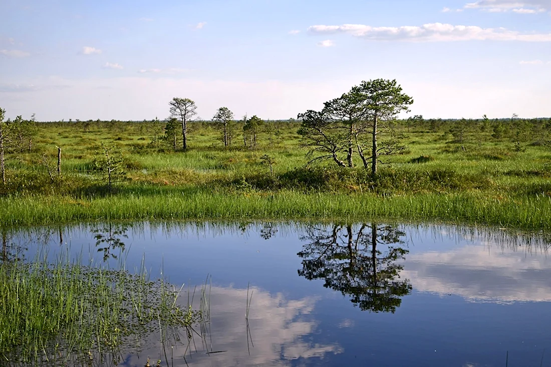 Белоруссия Ольманские болота