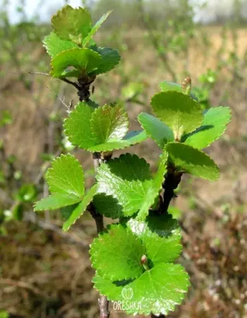 Береза карликовая Betula Nana