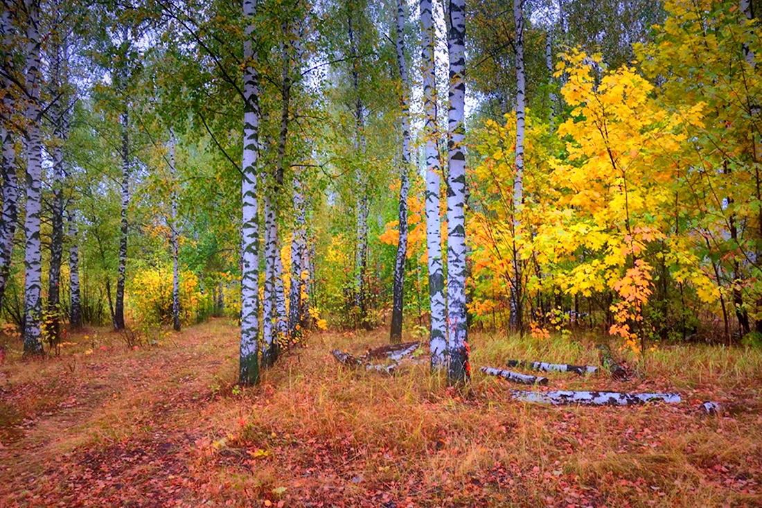 Осенняя березовой роща. Токсово Березовая роща. Березовая роща осень. Березовая роща осенью. Осень в Березовом лесу.