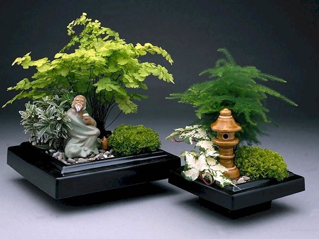 Бонсай миниатюрные сады в Японии