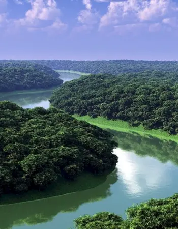 Бразилия тропические леса Сельва