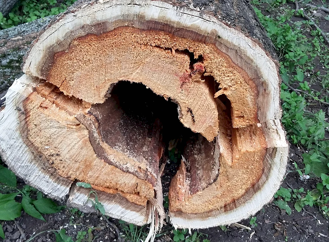 Бурая трещиноватая гниль древесины
