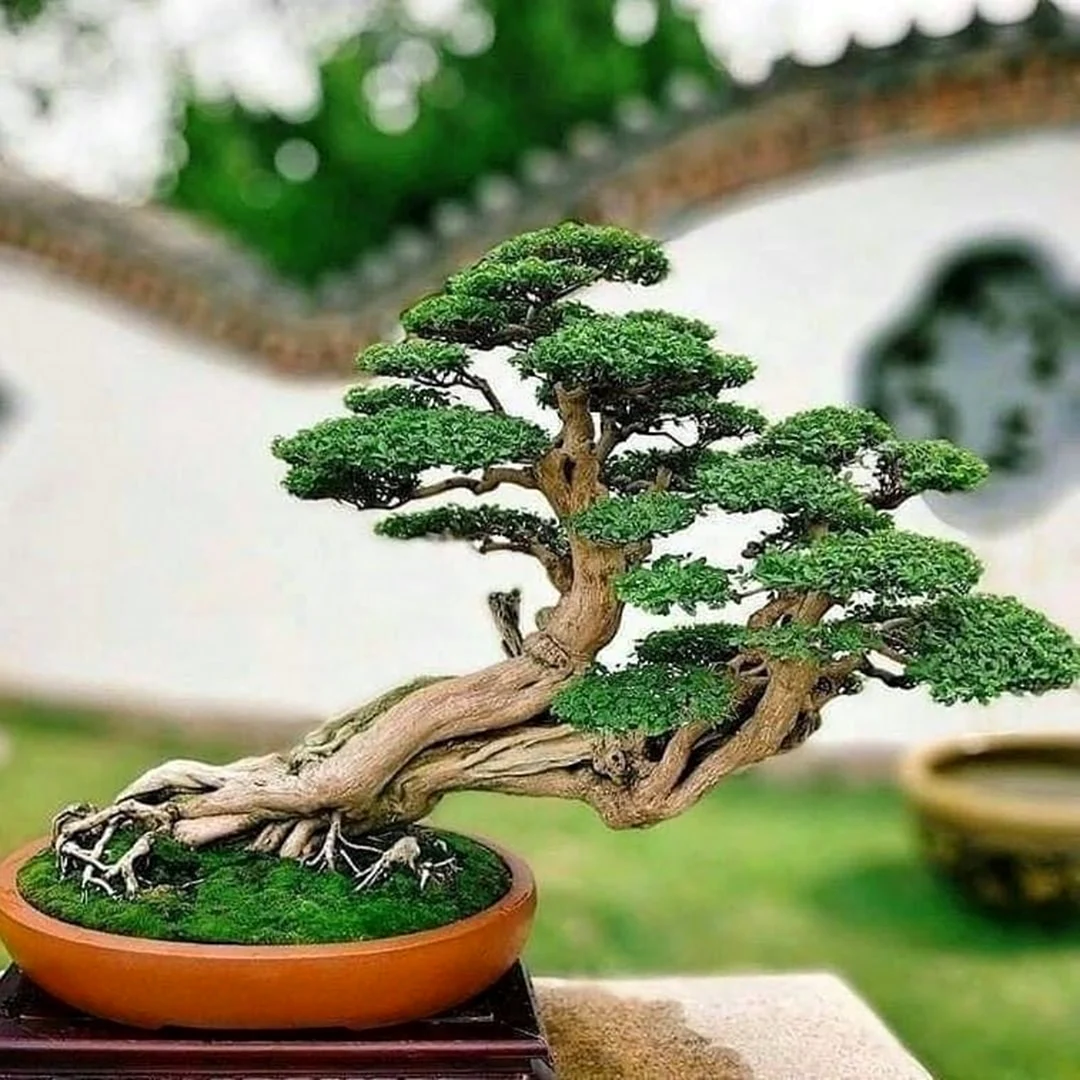 Дерево Бодхи бонсай