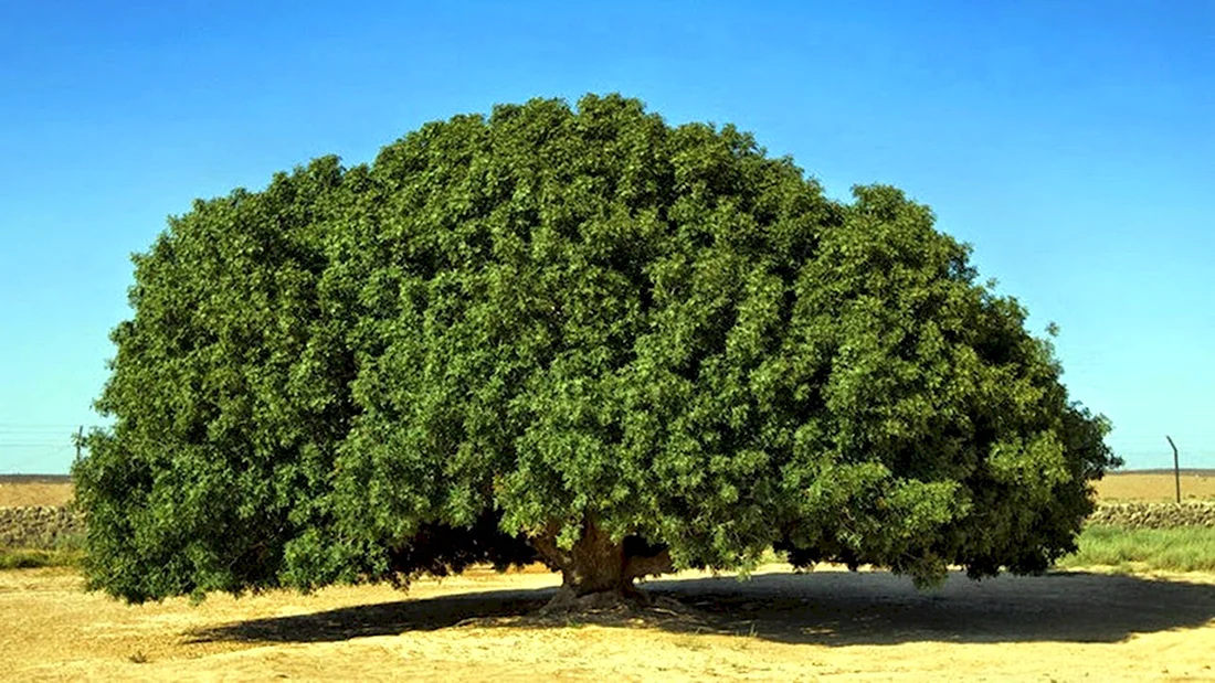 Дерево пророка Мухаммеда