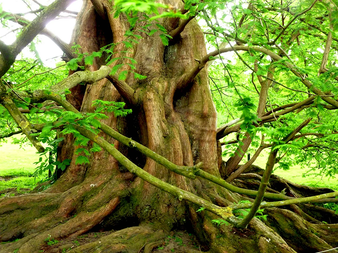 Дерево в джунглях с корнями