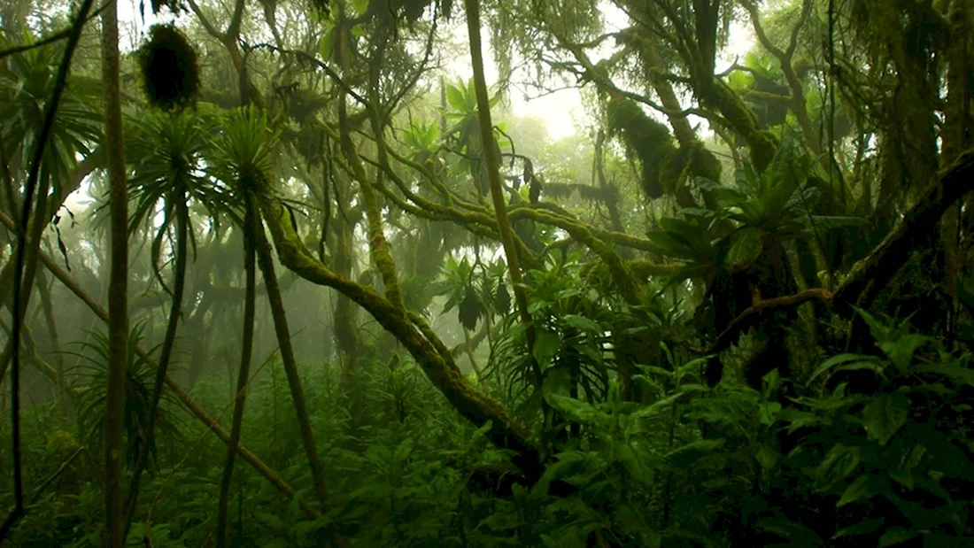 Джунгли Конго