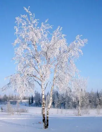 Есенин береза