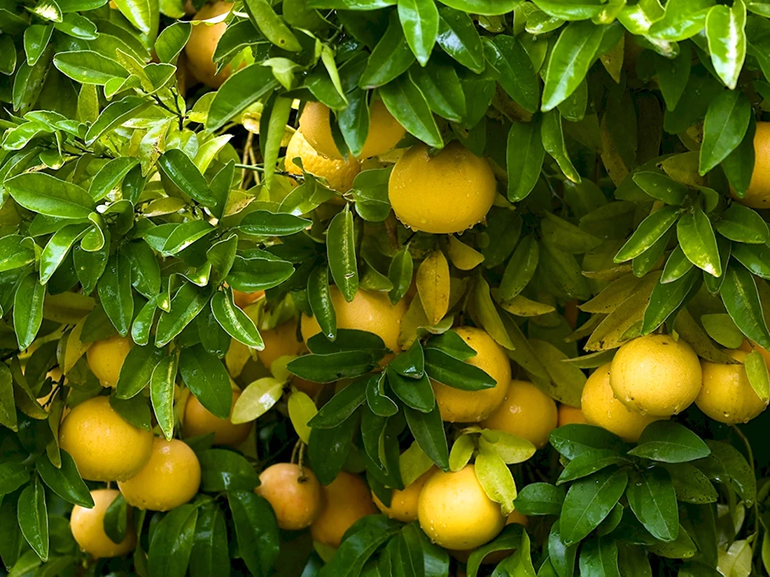 Японский лимон Юзу