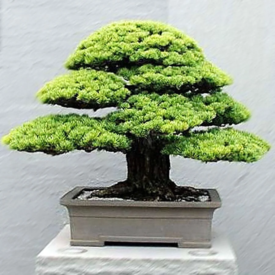 Японское дерево Банзай