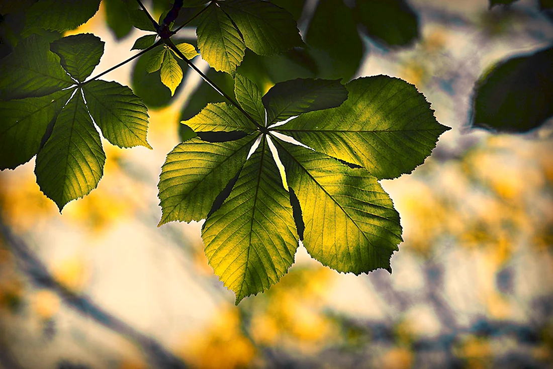 Каштан фото листвы