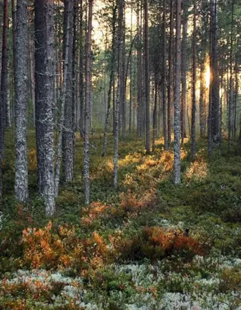 Хвойный лес Карелии