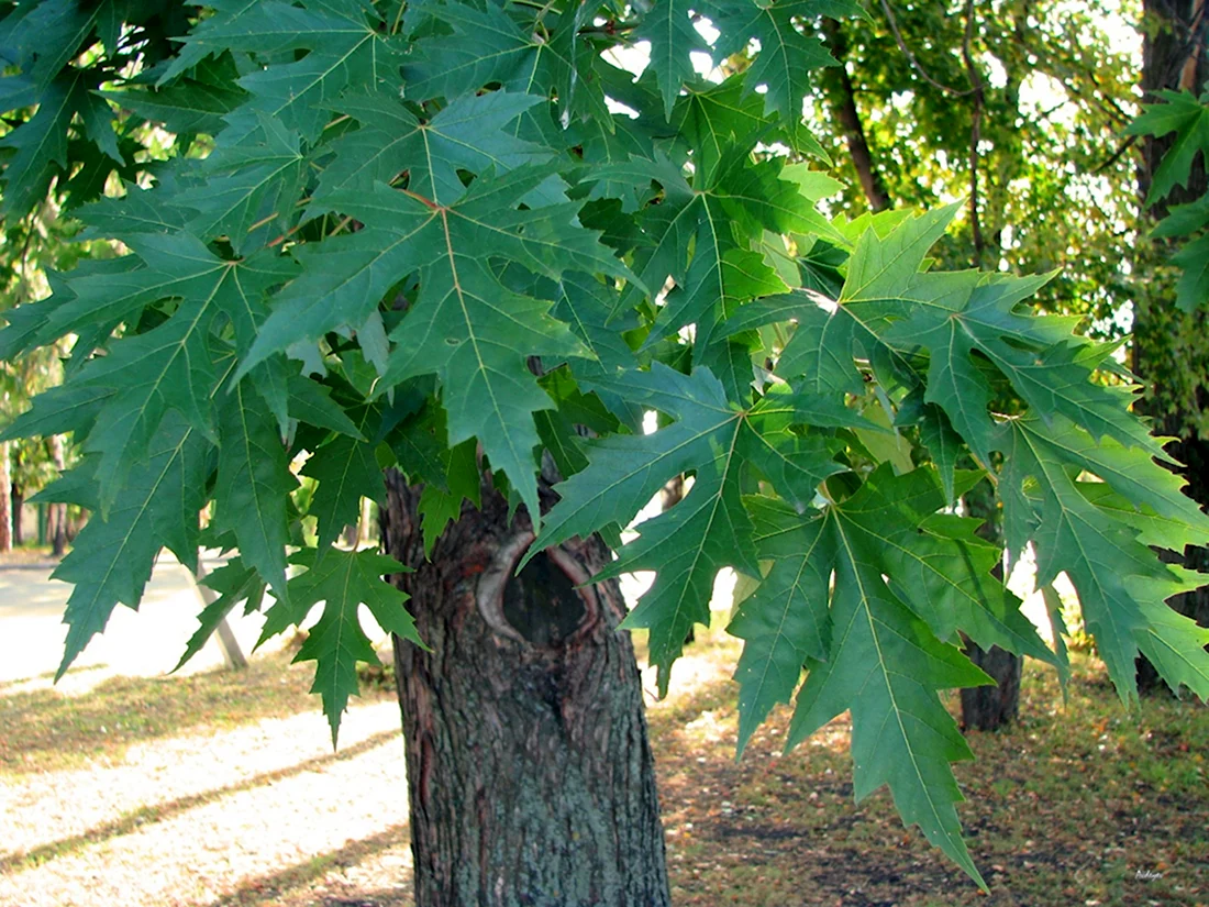 Клен сахаристый серебристый Acer saccharinum