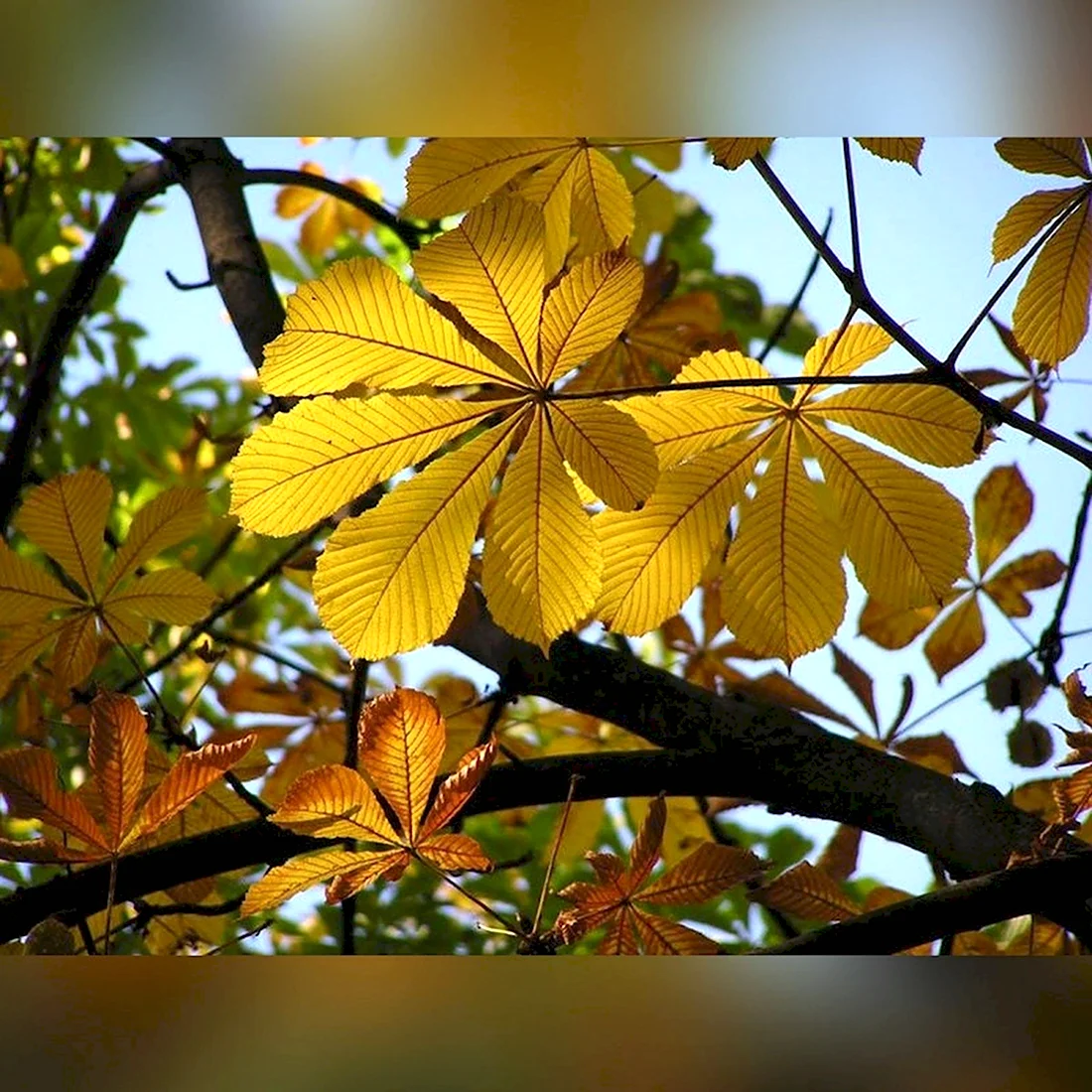 Конский каштан листья осенью
