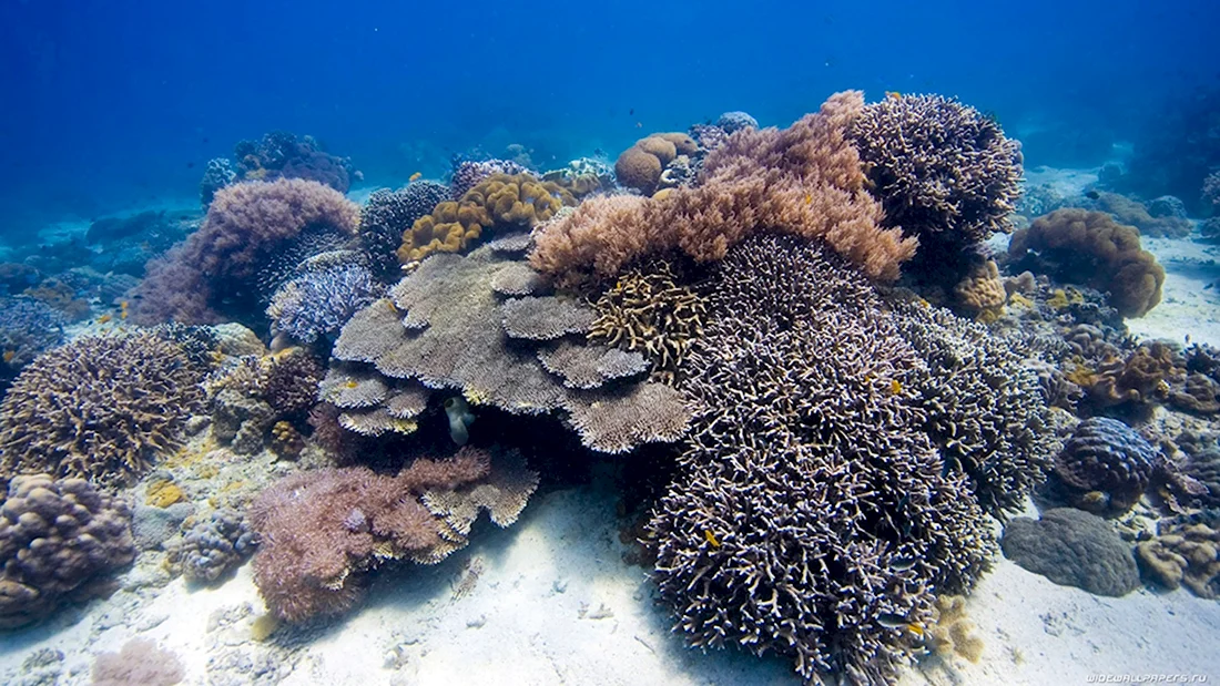 Коралловые полипы черные кораллы