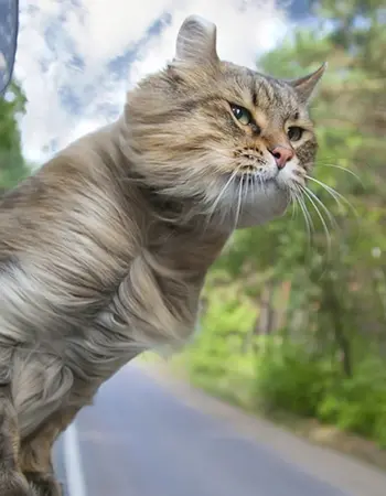 Кот на ветру