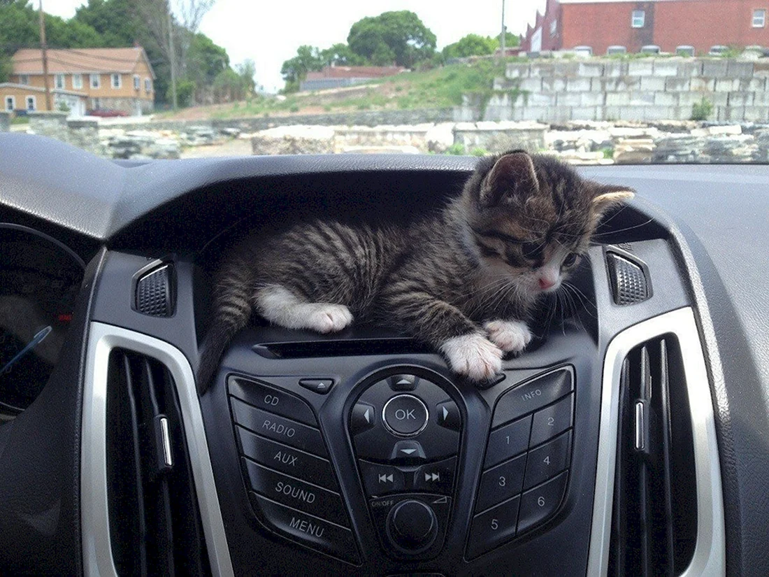 Кот на красной машине. Кот в машине. Котенок за рулем. Котенок на торпеде. Катятя в машине.