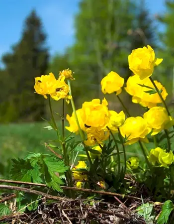 Купальница европейская Trollius europaeus