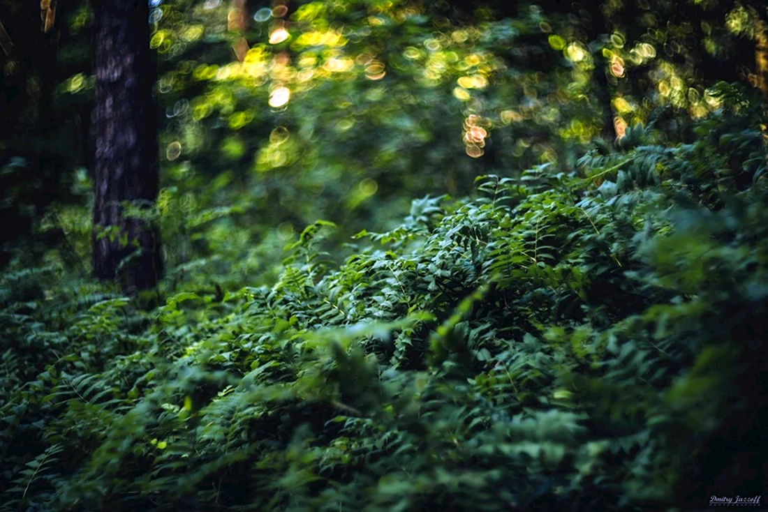 Кузьминский лес фото