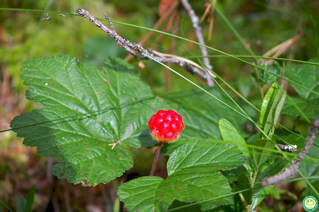Лесные ядовитые ягоды Ленинградской области
