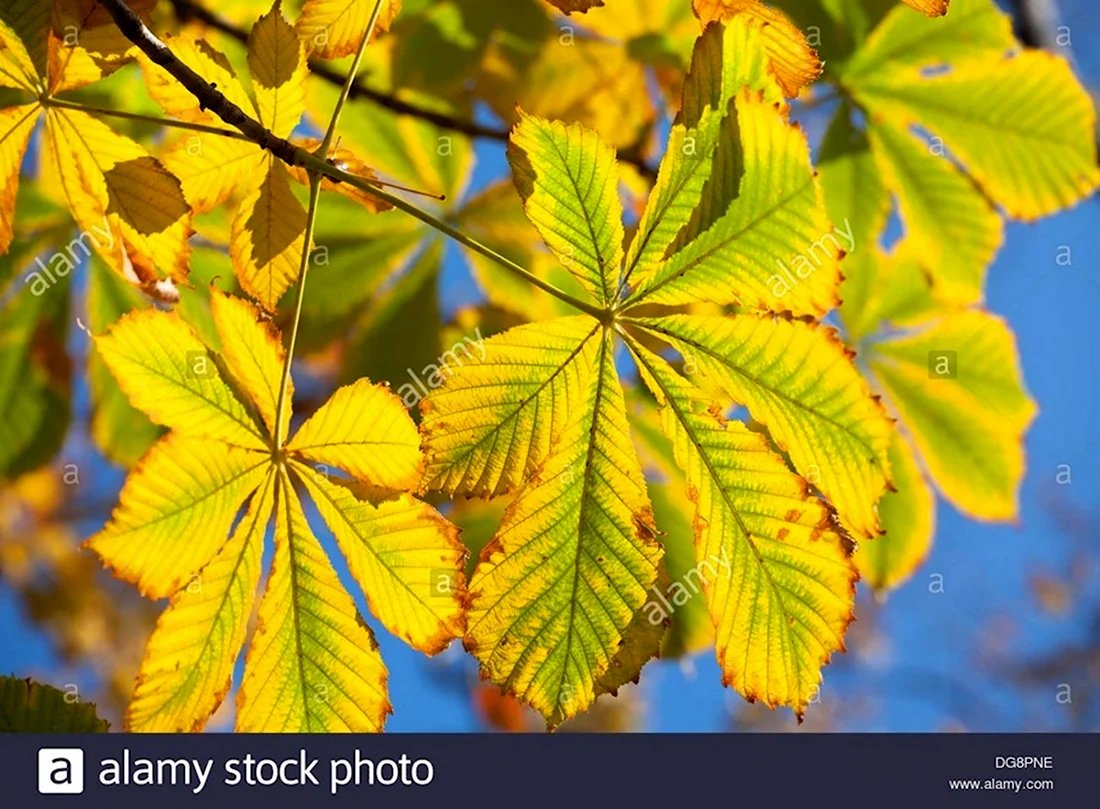 Листья каштана летом