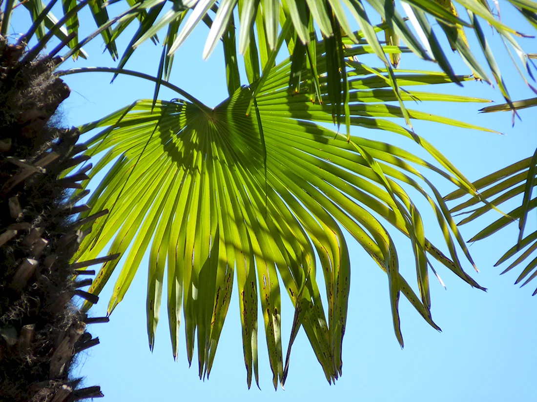 Листья пальм Саго зеленый