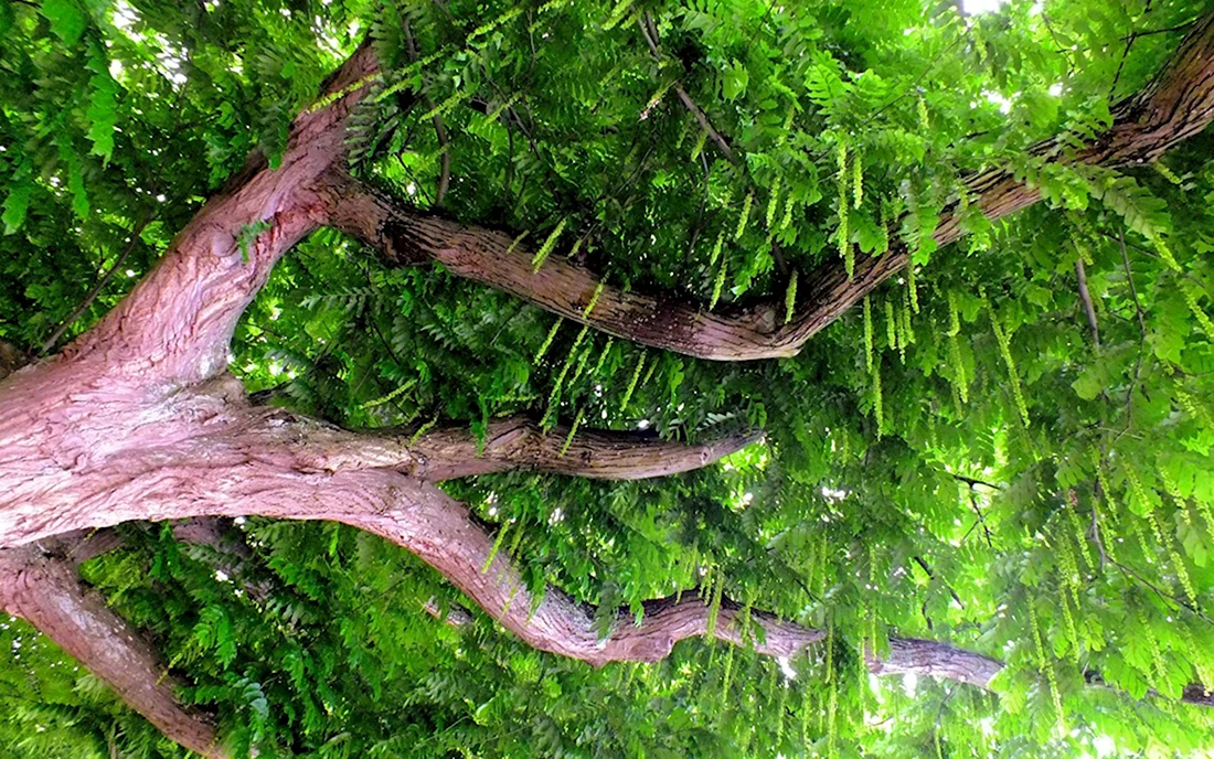 Масойя дерево