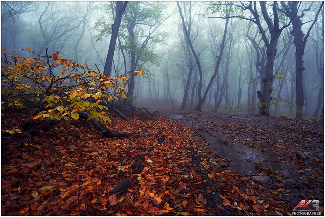 Мокрый осенний лес