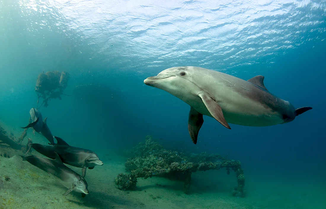 Обитатели черного моря- Дельфин Афалина