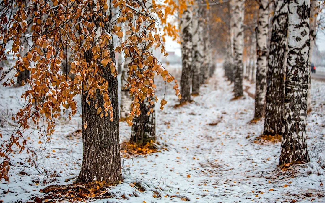 Осенние деревья в снегу