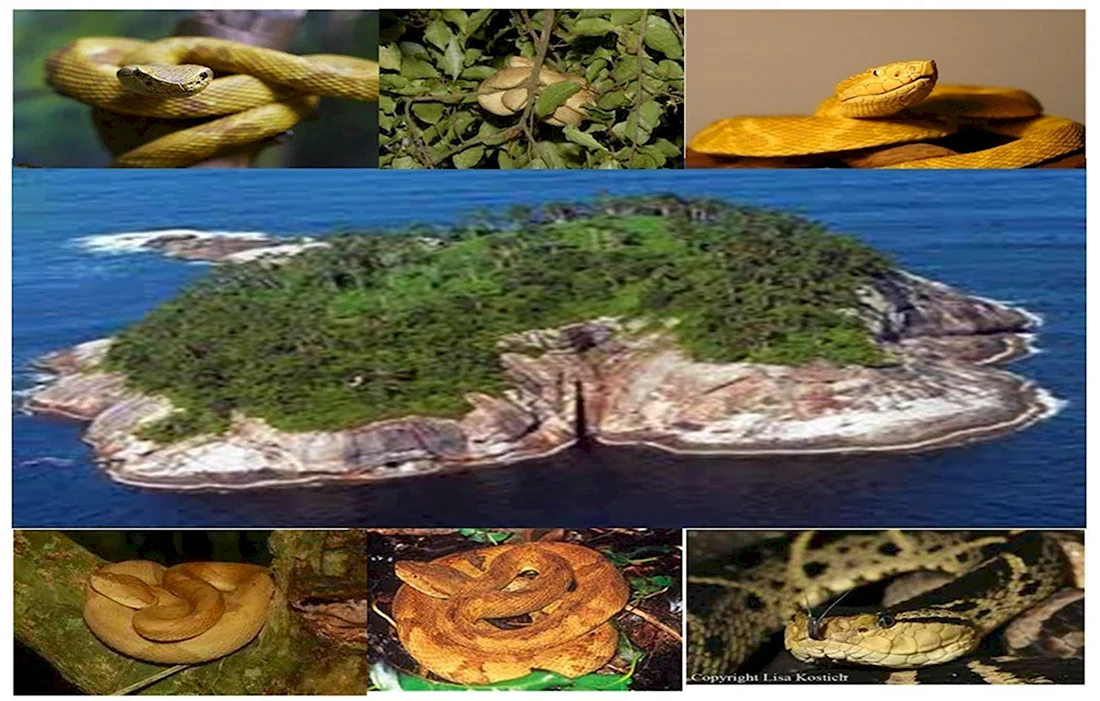 Остров змей в Бразилии Кеймада Гранди