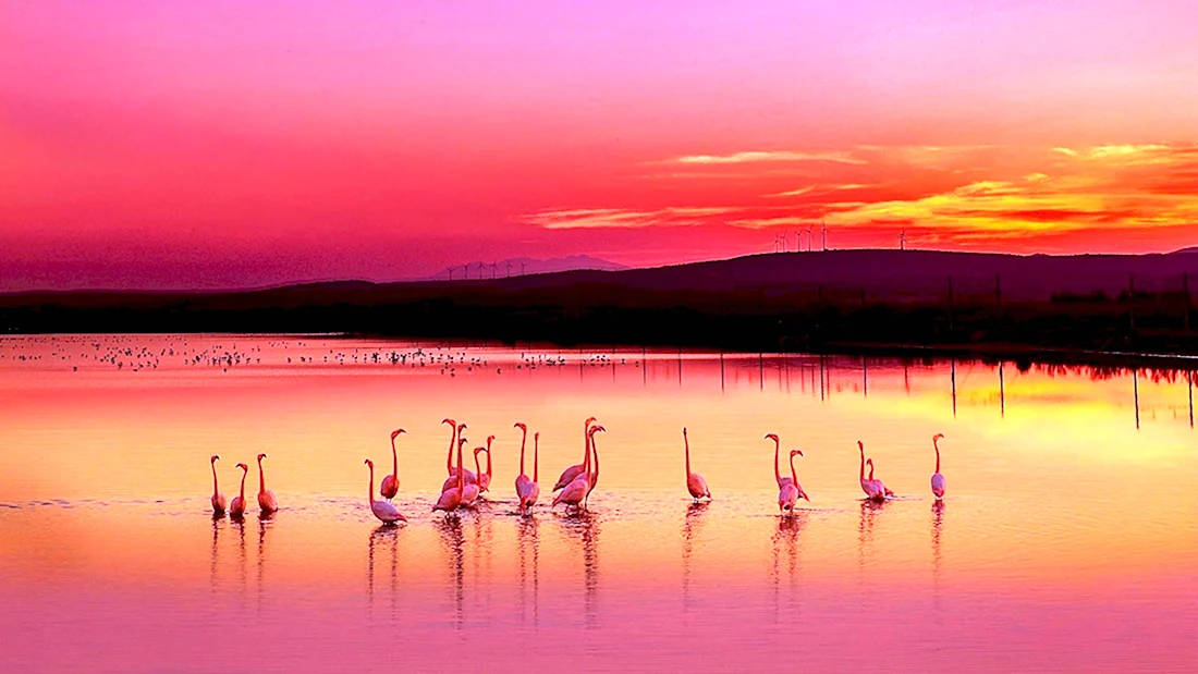 Озеро Тенгиз Фламинго