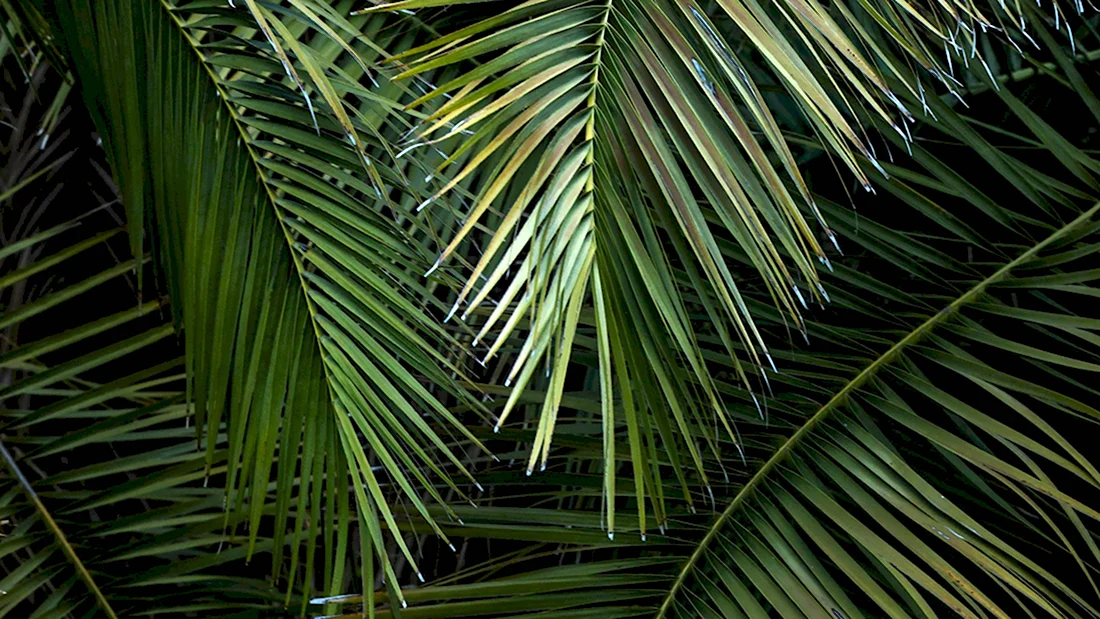 Пальмовые листья