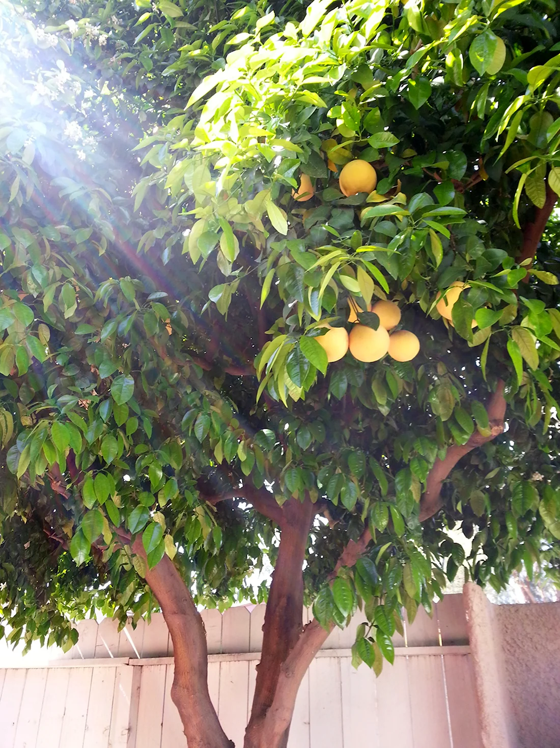 Памела фрукт на дереве