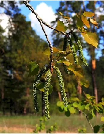 Populus tremula плод