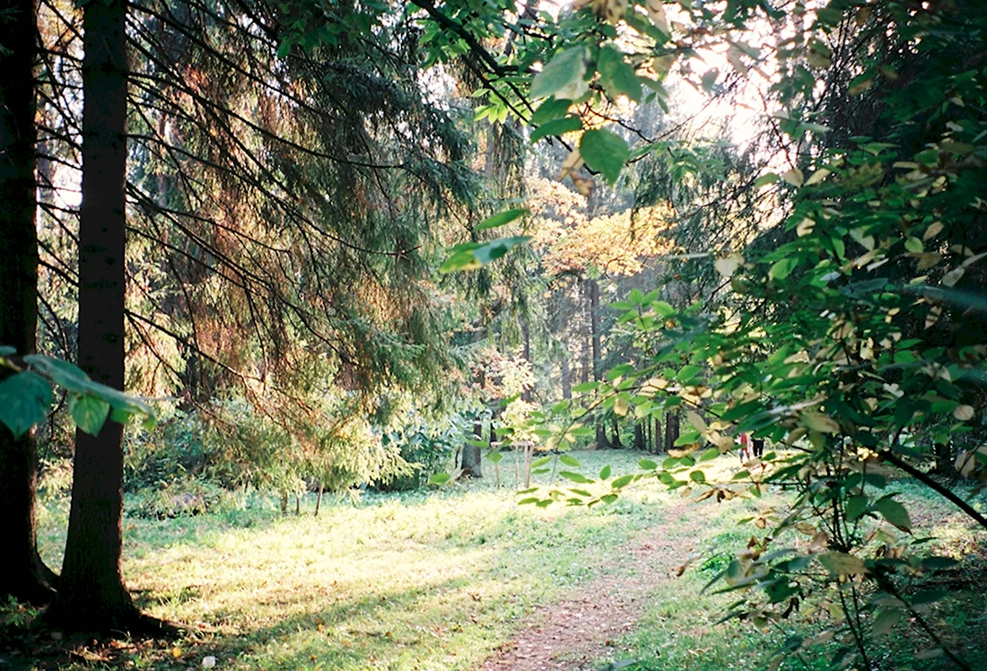 Ромашковский лес парк