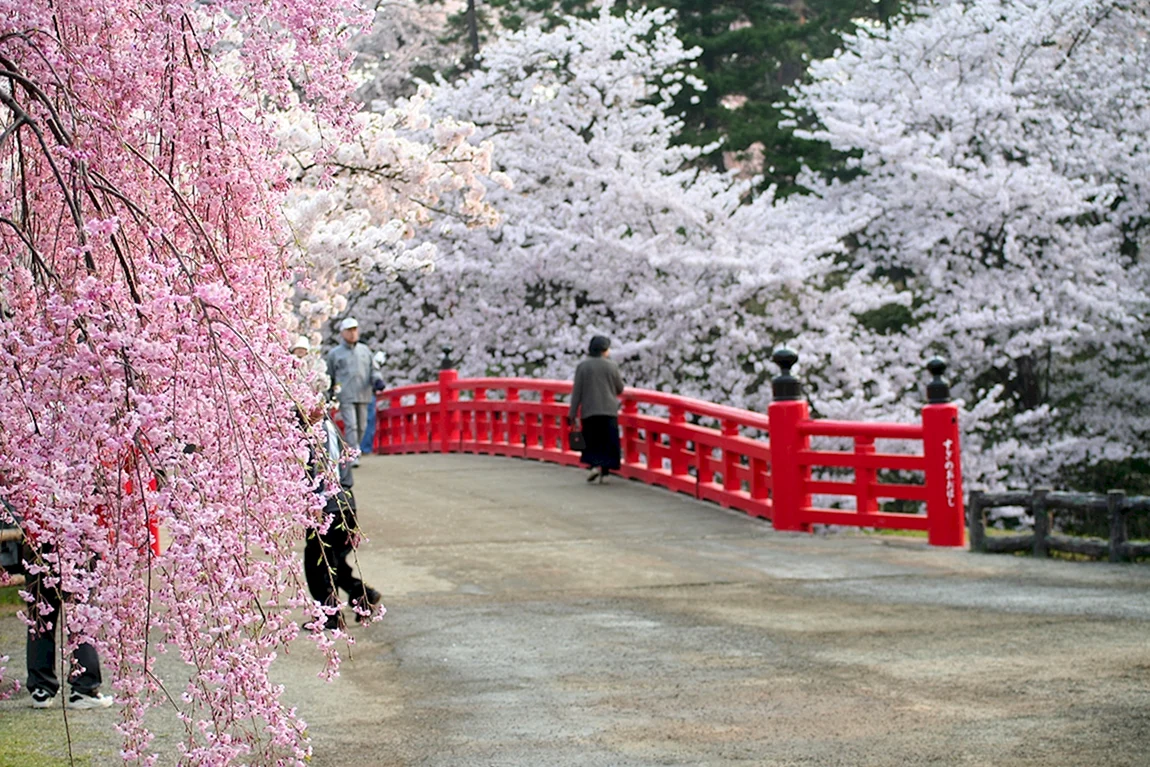 Sakura time. Сакура сомейошино. Япония Сакура. Йокогама Япония цветение Сакуры. «Цветение Сакуры» (аж-1835).