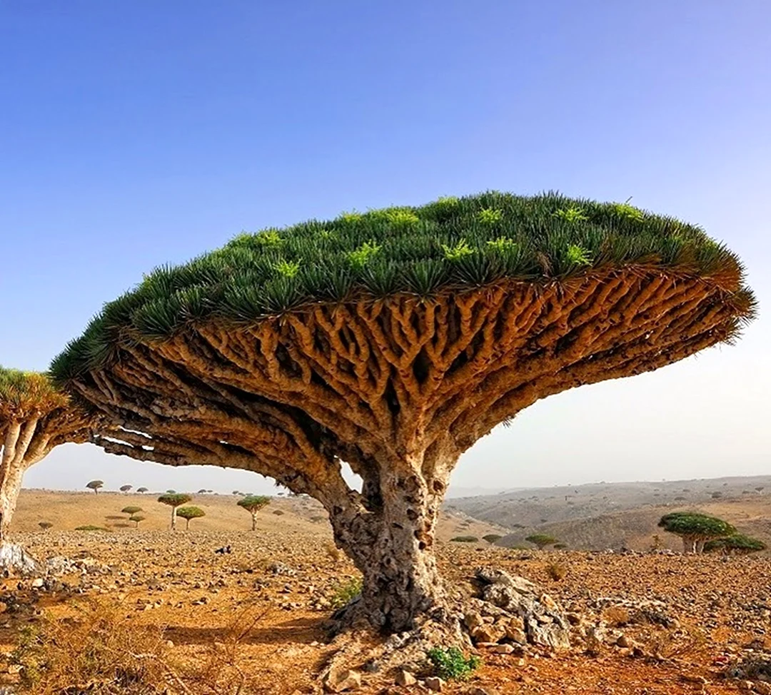 Сообщение на тему древнейшие деревья планеты