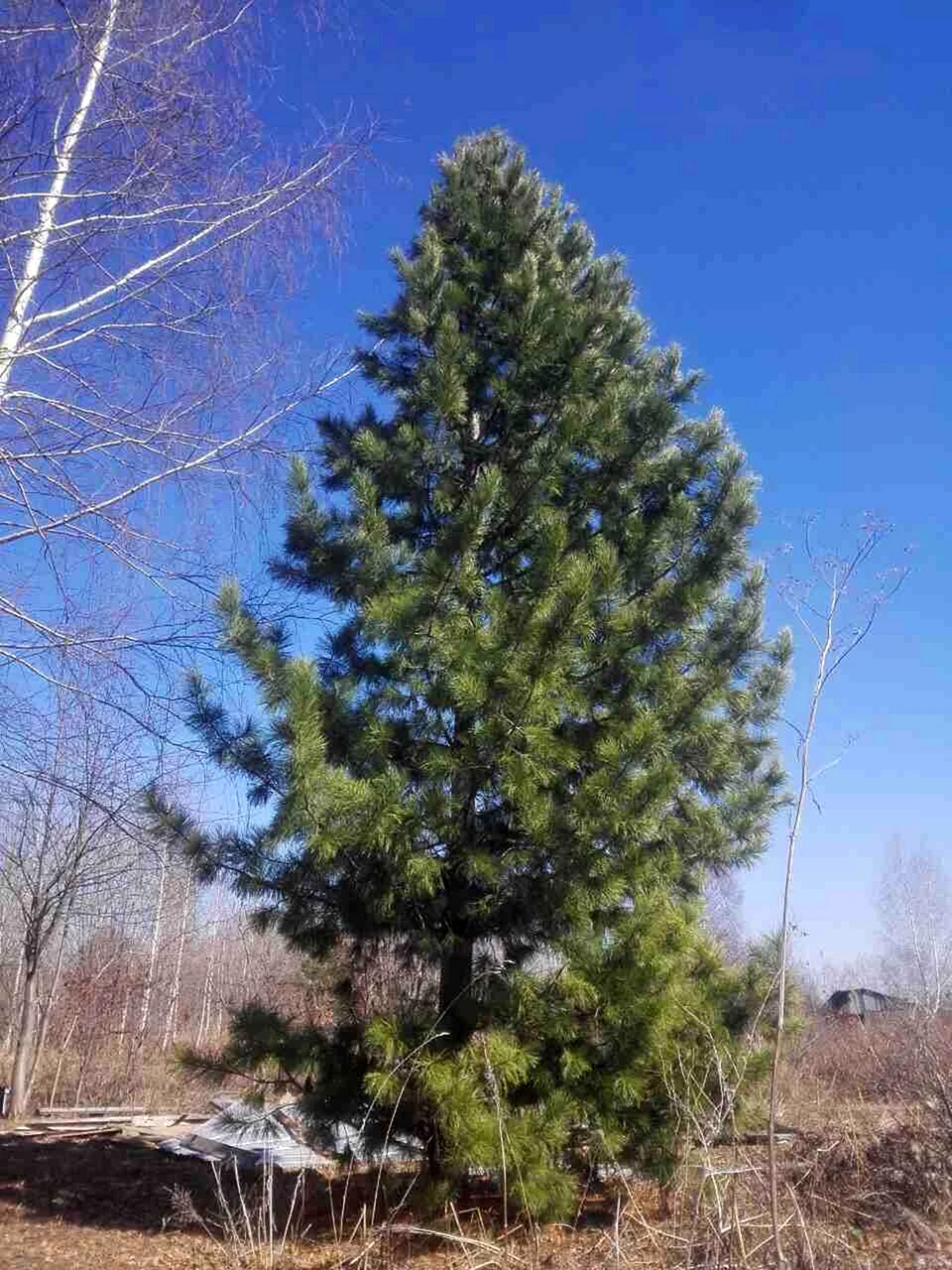 Кедр Сибирский Pinus sibirica. Сосна Кедровая Сибирская/Pinus sibirica. Сосна Кедровая Pinus sibirica. Кедр Сибирский Pinus sibirica 140-160.