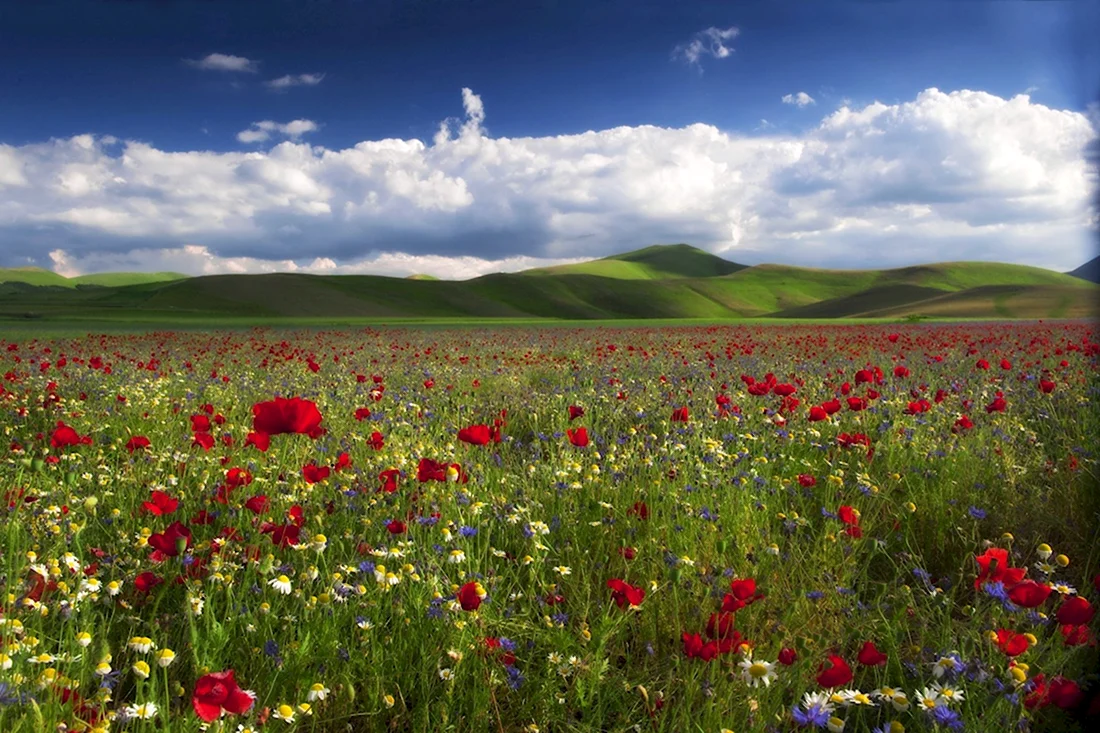 Степь Казахстана весной