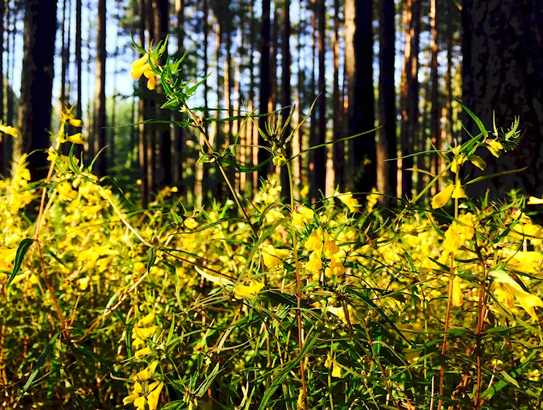 Травы Ленинградской области
