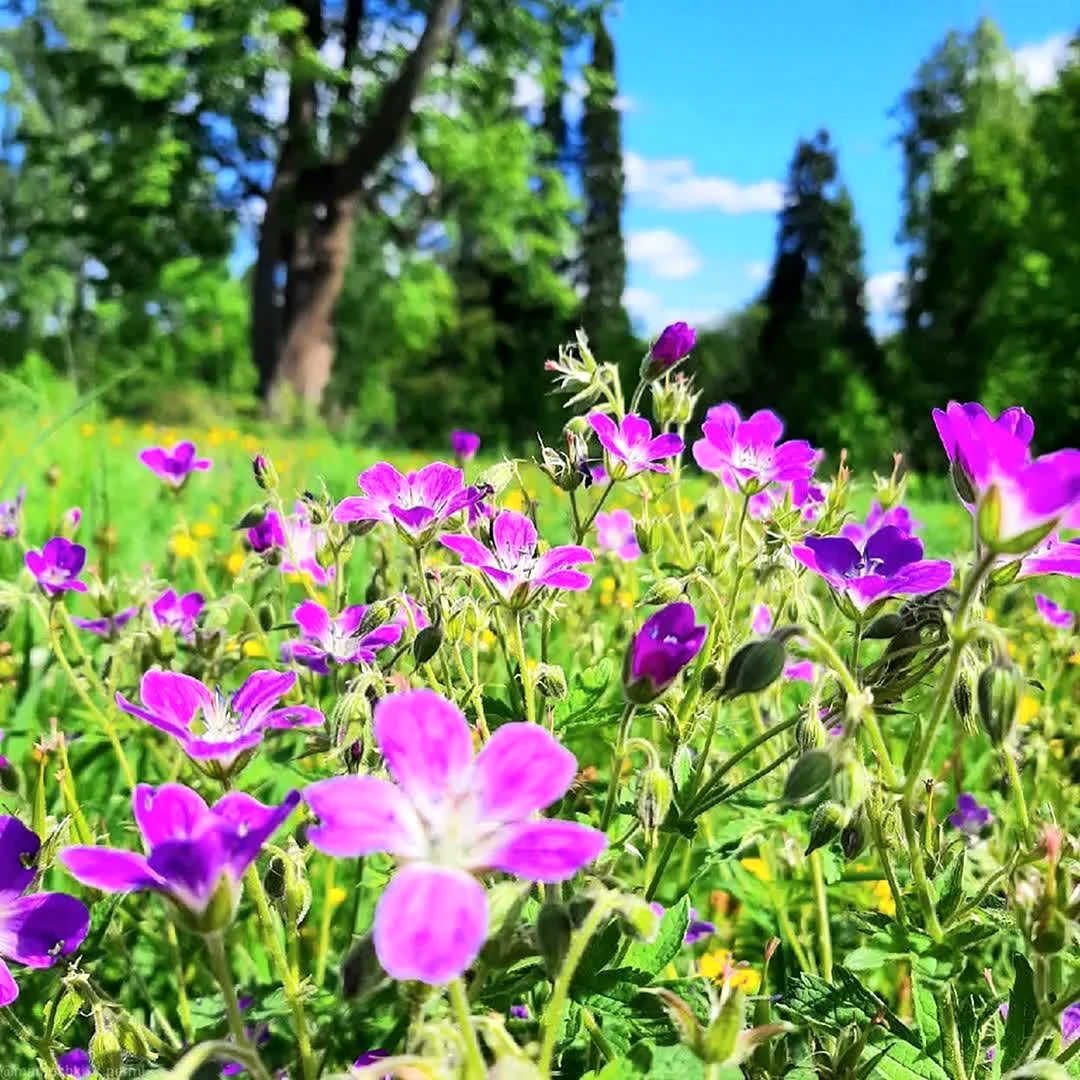 Цветы луговые Пермь