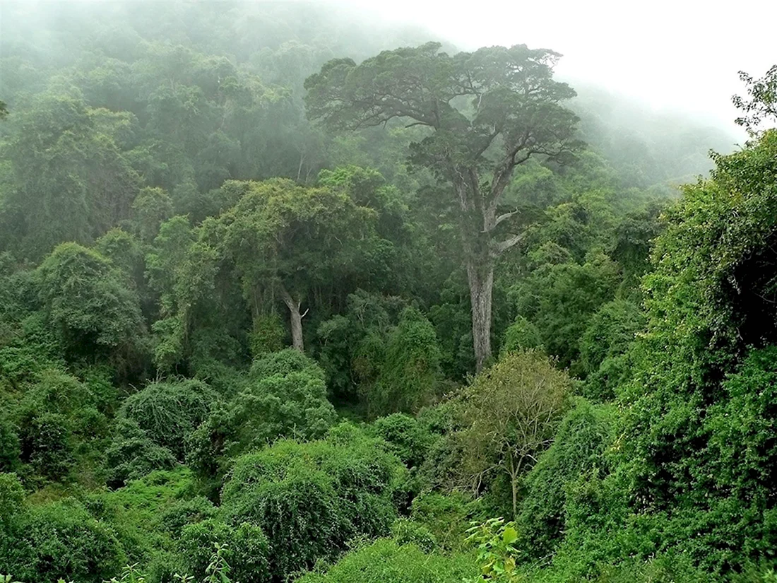 Вечнозеленые тропические леса Конго