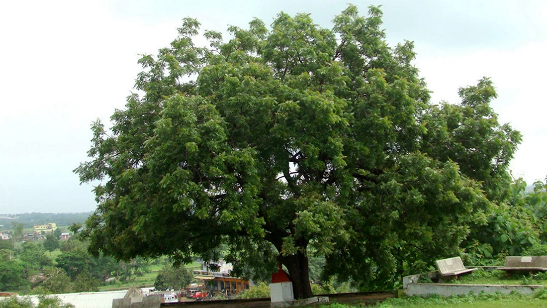Жамалистовое дерево Судак