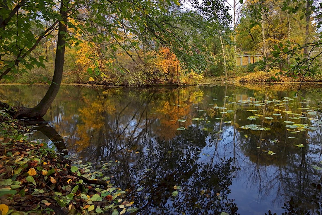 Жуковский Лесное озеро Золотая осень